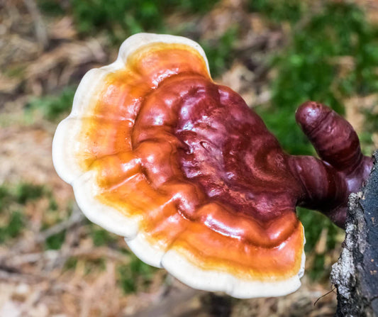Benefits of Super Mushrooms: A Comprehensive Guide